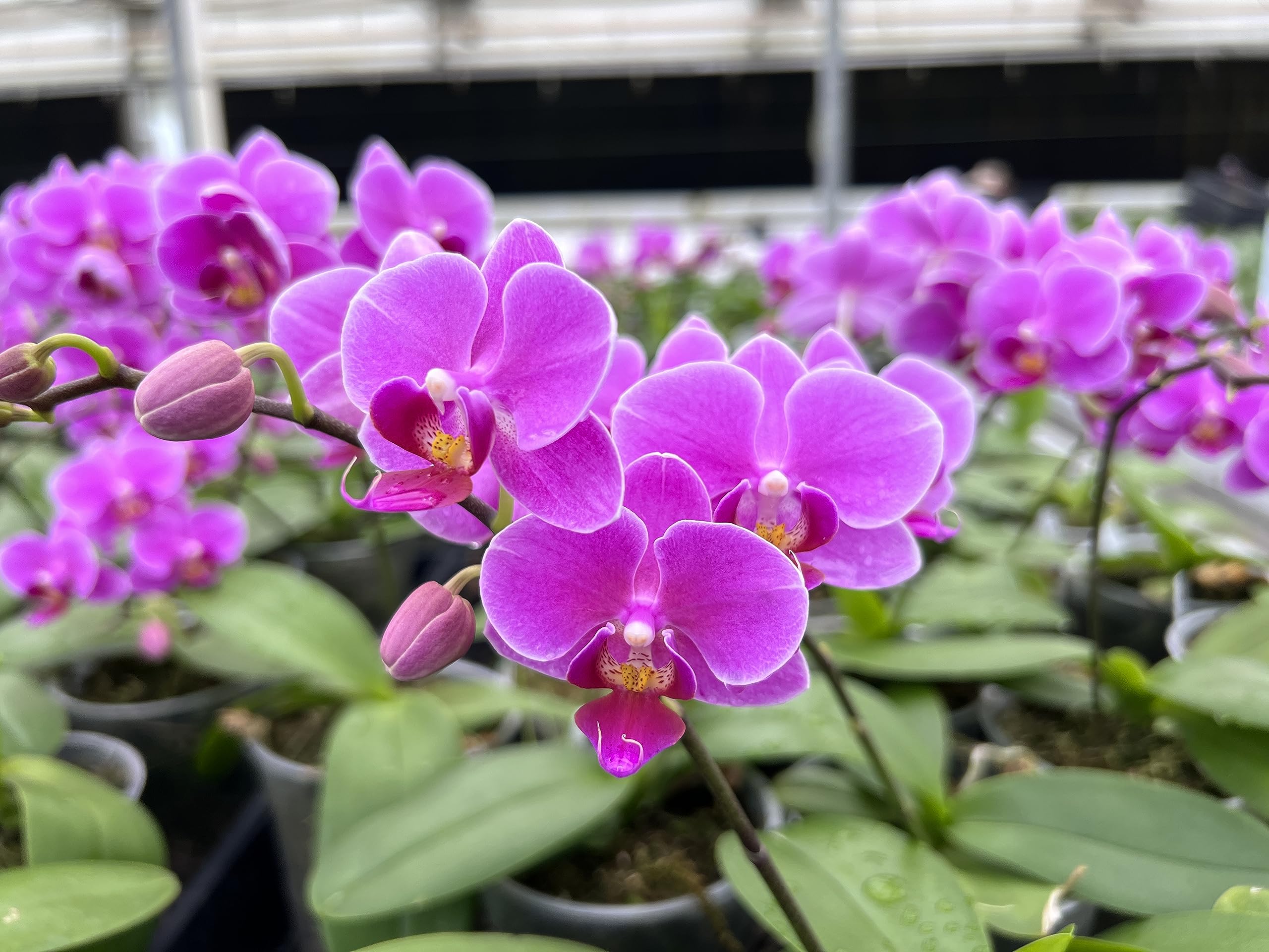 Tezula Plants potted orchid using gritty fern fiber showing healthier root support