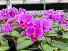Tezula Plants potted orchid using gritty fern fiber showing healthier root support