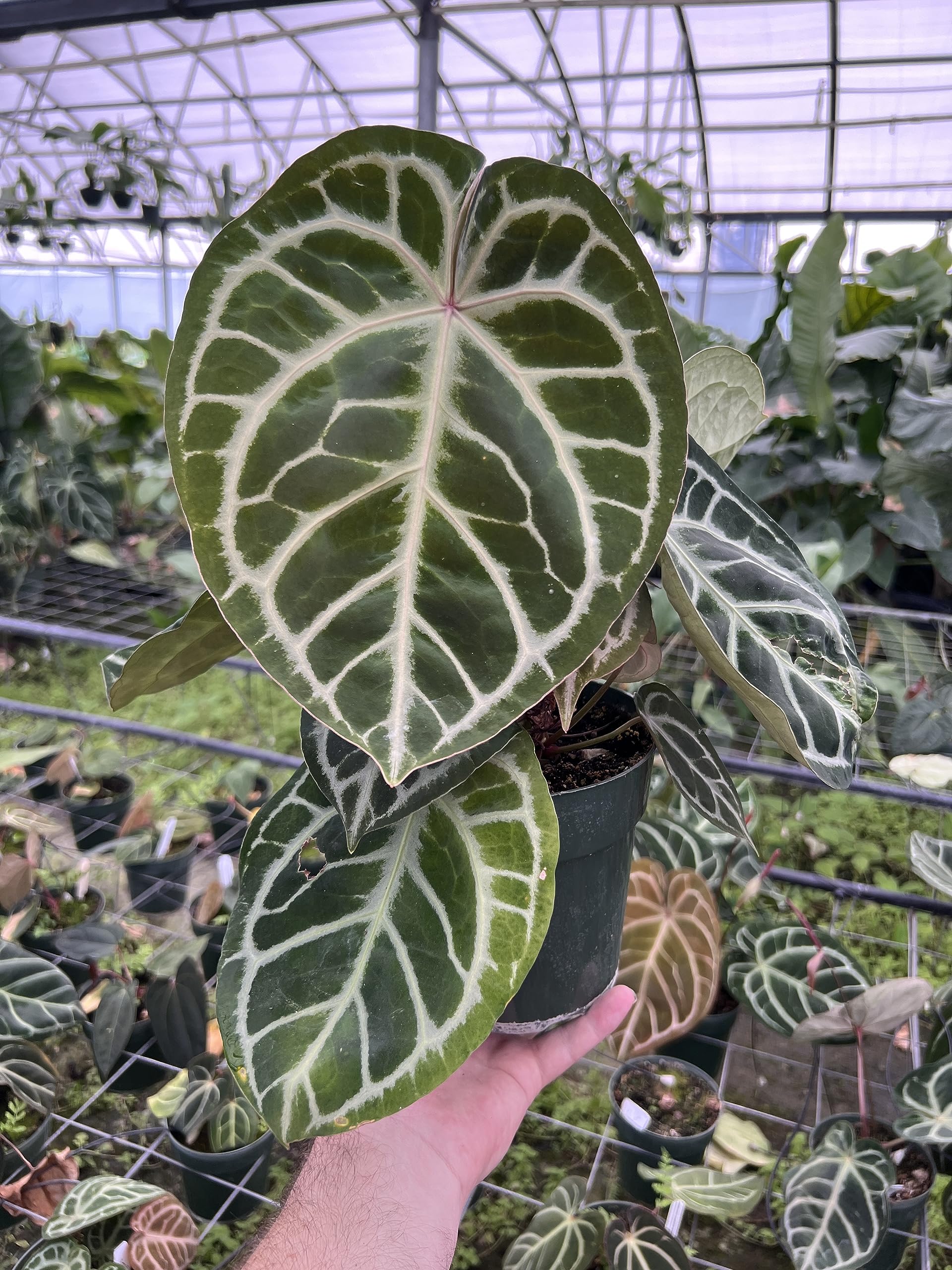 Tezula Plants hand holding a scoop showing 1 gallon scale and easy handling benefit