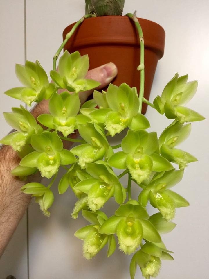 Tezula Plants vivarium floor covered in substrate showing humidity retention benefit