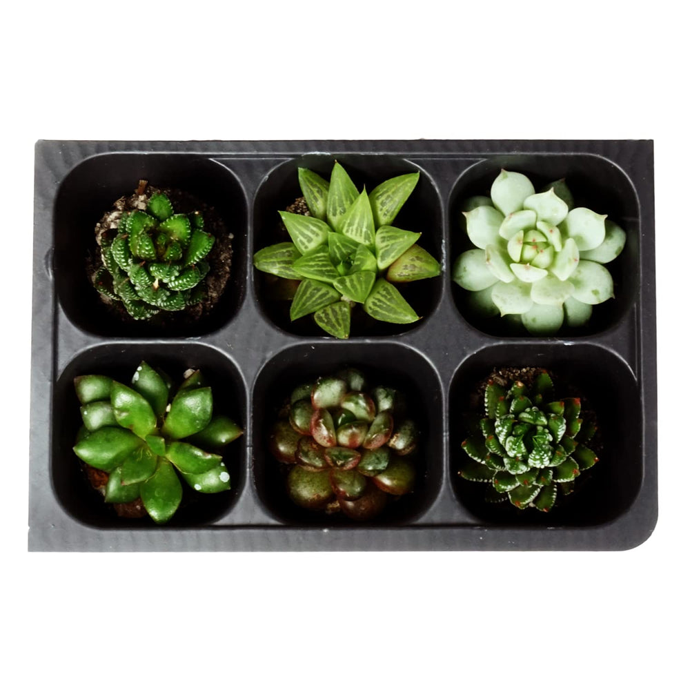 The Hydroponic City plant stakes being used to label trays for organized propagation