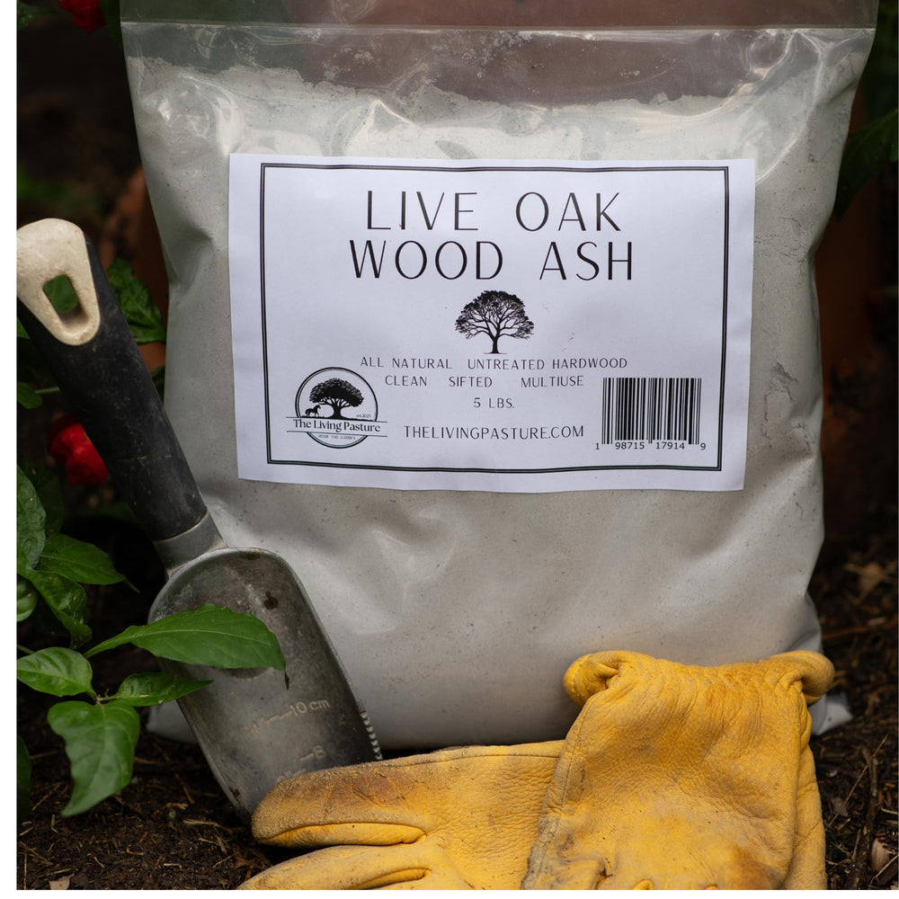 The Living Pasture measuring spoon applying a controlled dose of ash for safe garden use