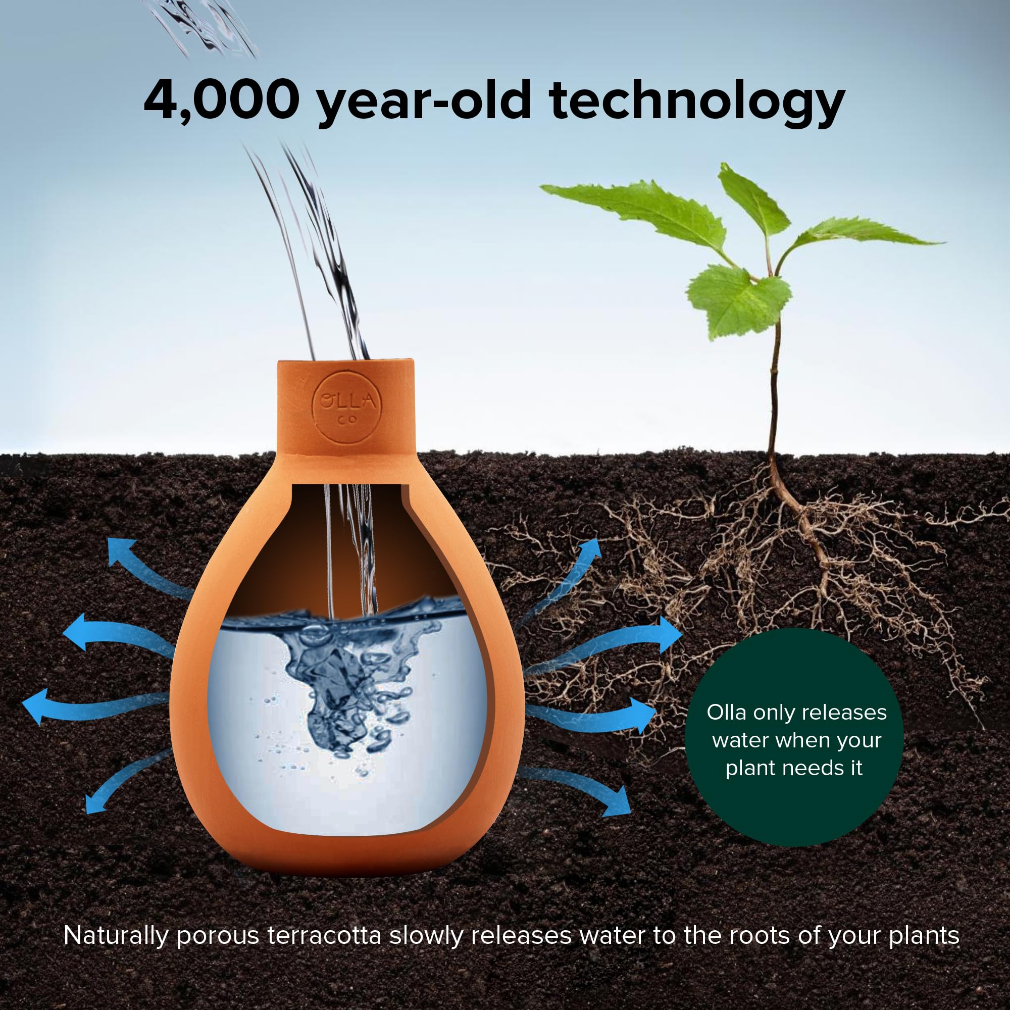 The Olla Company in garden bed feeding multiple plants, conserves garden water