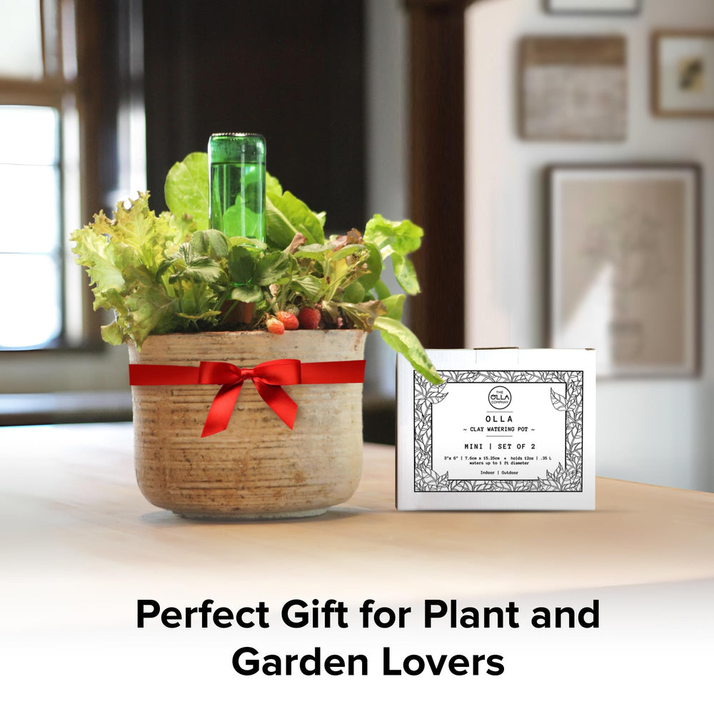 The Olla Company Ollas arranged on a balcony garden demonstrating space-saving reliable irrigation benefit