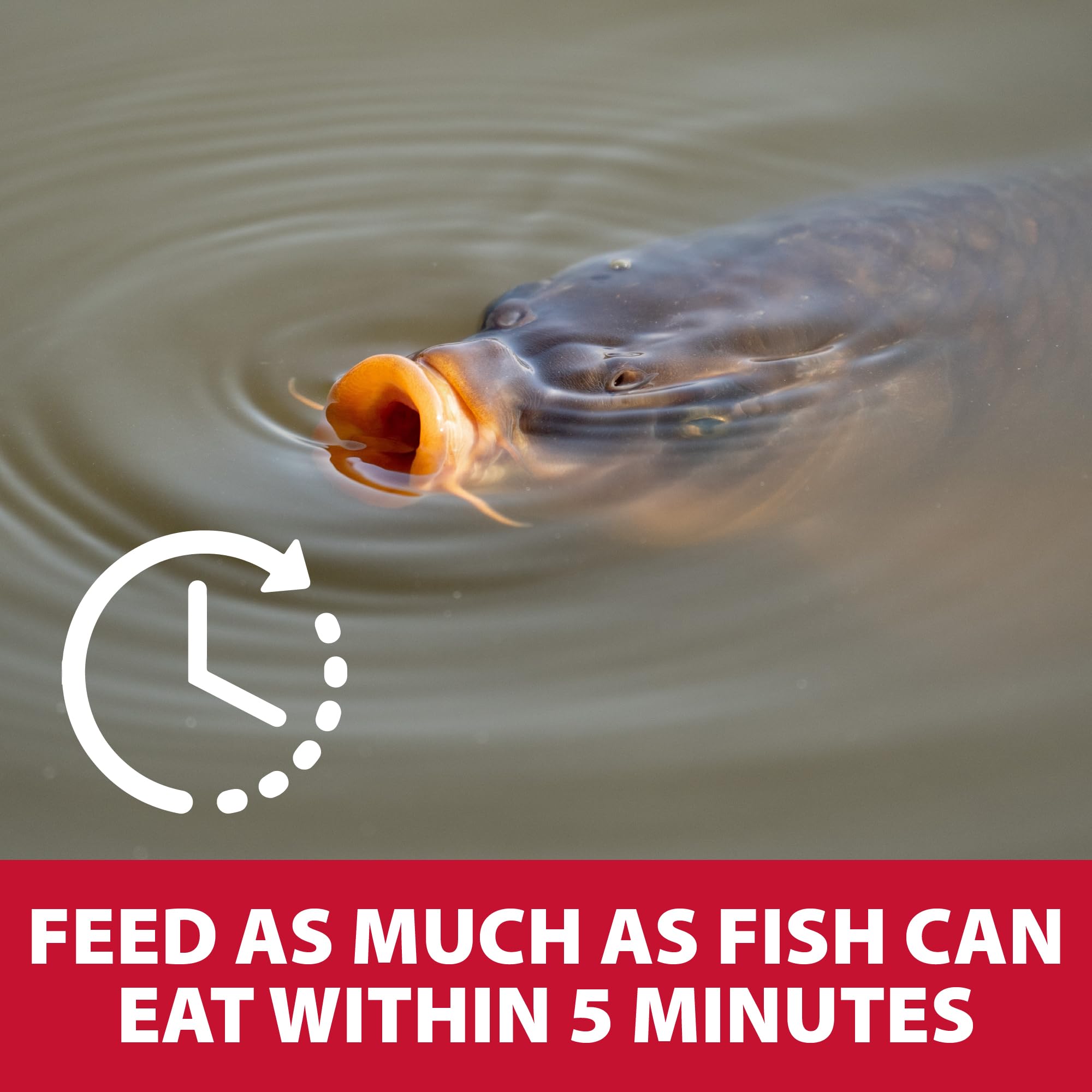 The Pond Guy feed session with bass actively taking floating pellets