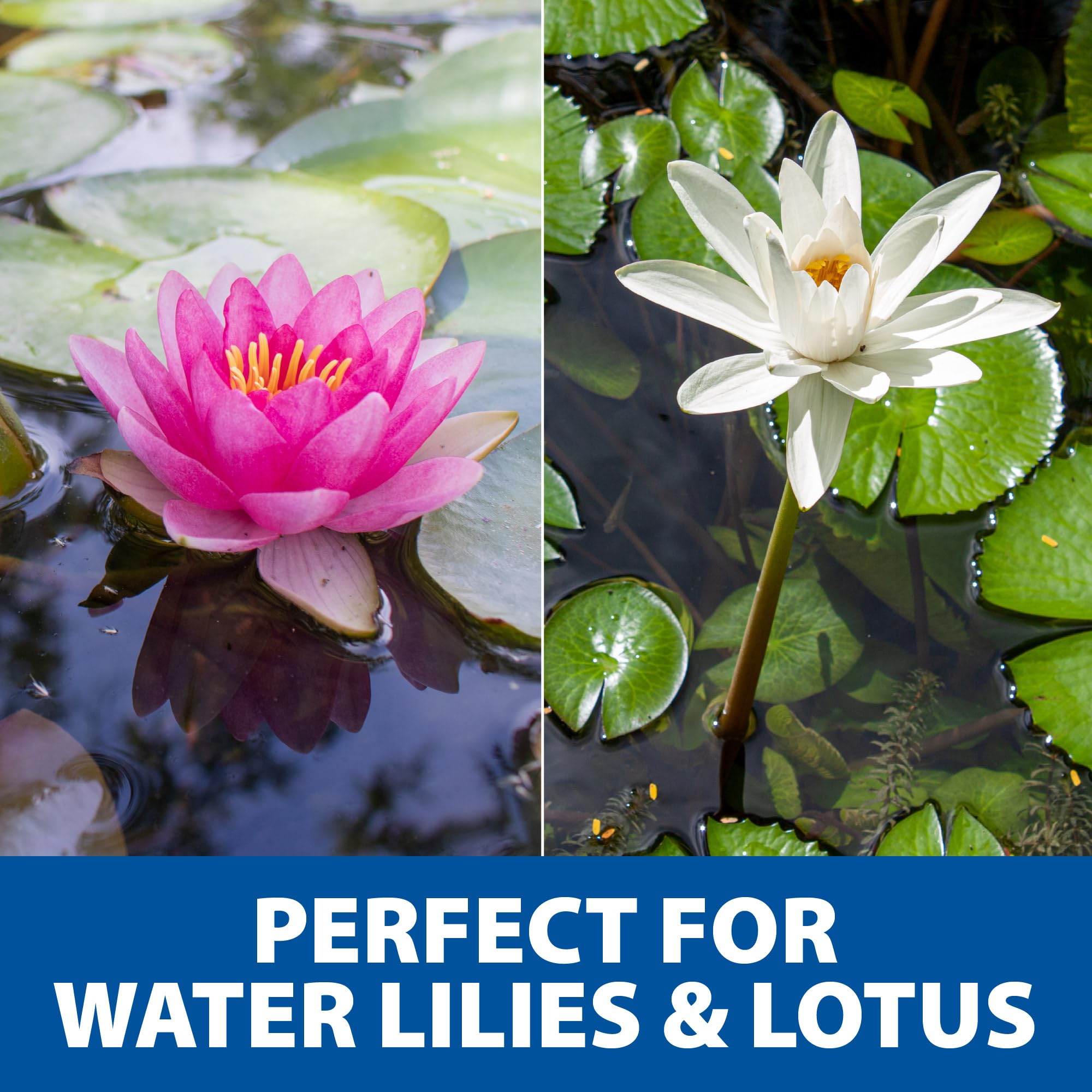 The Pond Guy lotus planted in container demonstrating attractive water feature