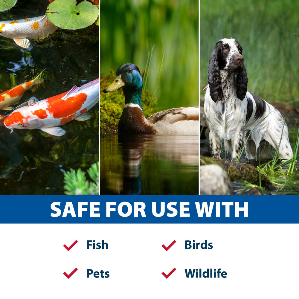 Side-by-side pond before and after using Muck Defense showing clearer water