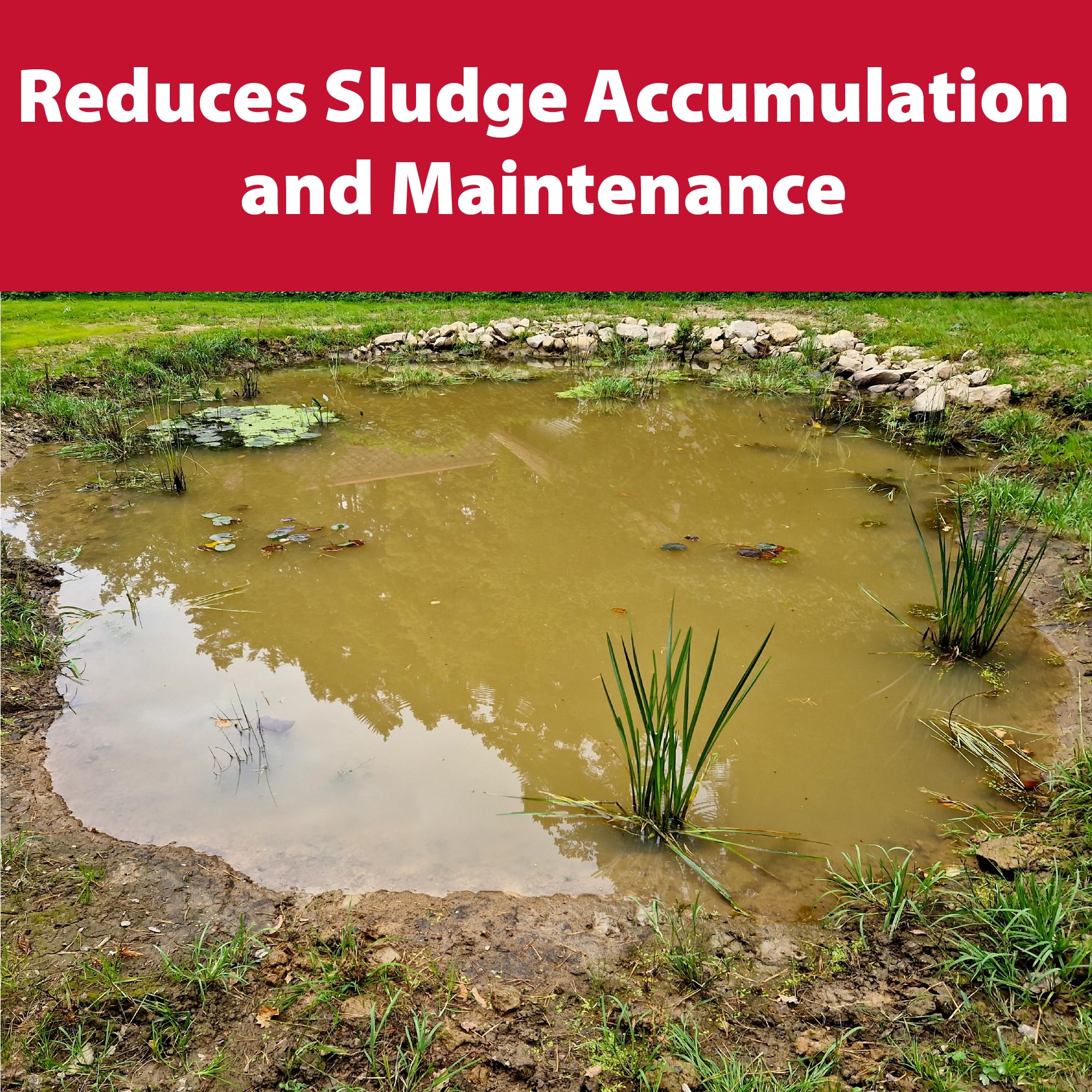 Before and after pond image using The Pond Guy showing improved clarity