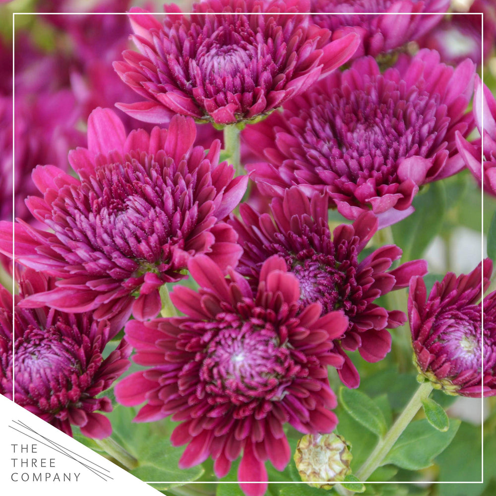 The Three Company close-up of chrysanthemum petals and texture revealing healthy blooms