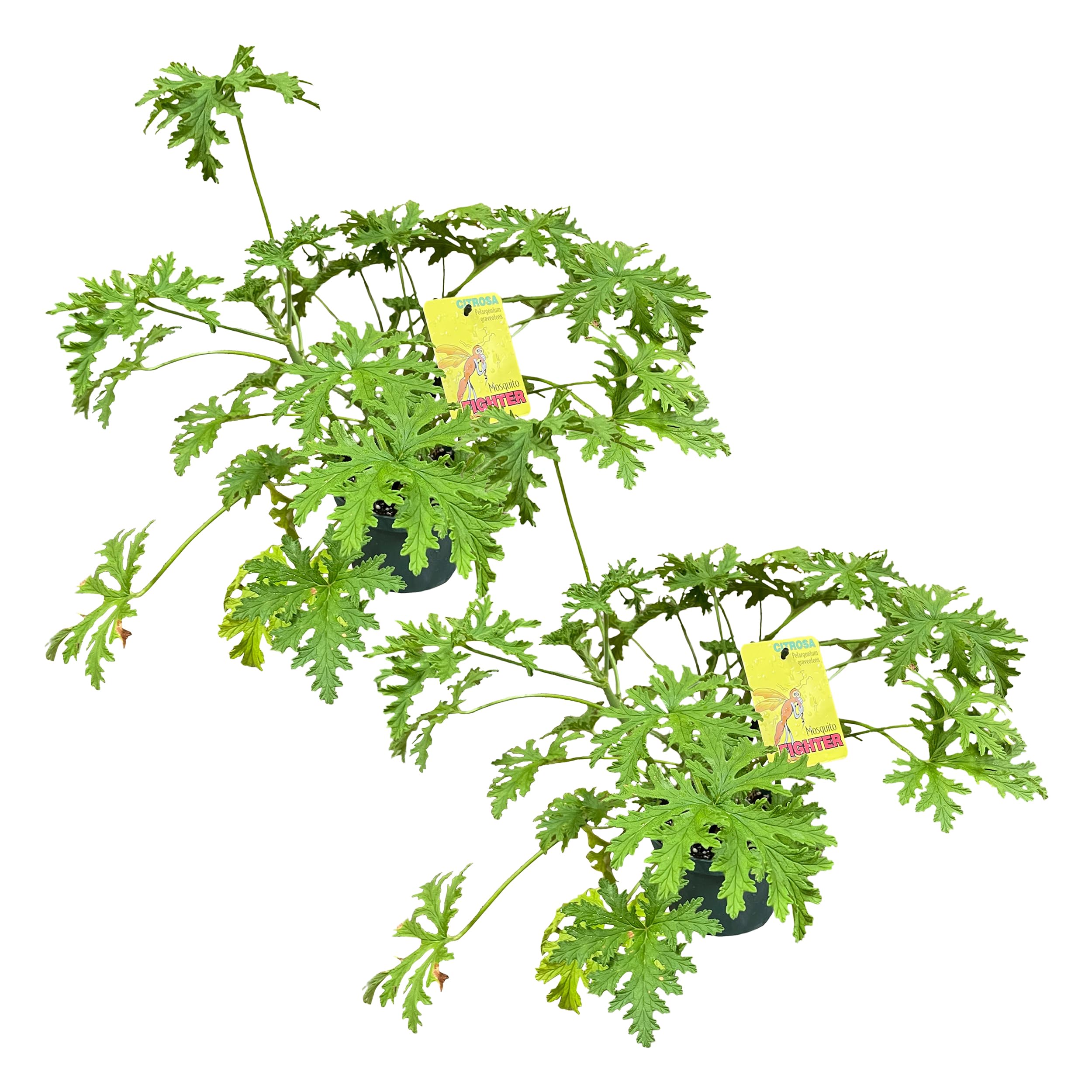 The Three Company citronella plant front view in 1.5 quart pot showing healthy foliage and compact shape