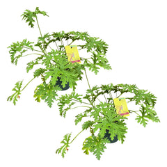 The Three Company citronella plant front view in 1.5 quart pot showing healthy foliage and compact shape