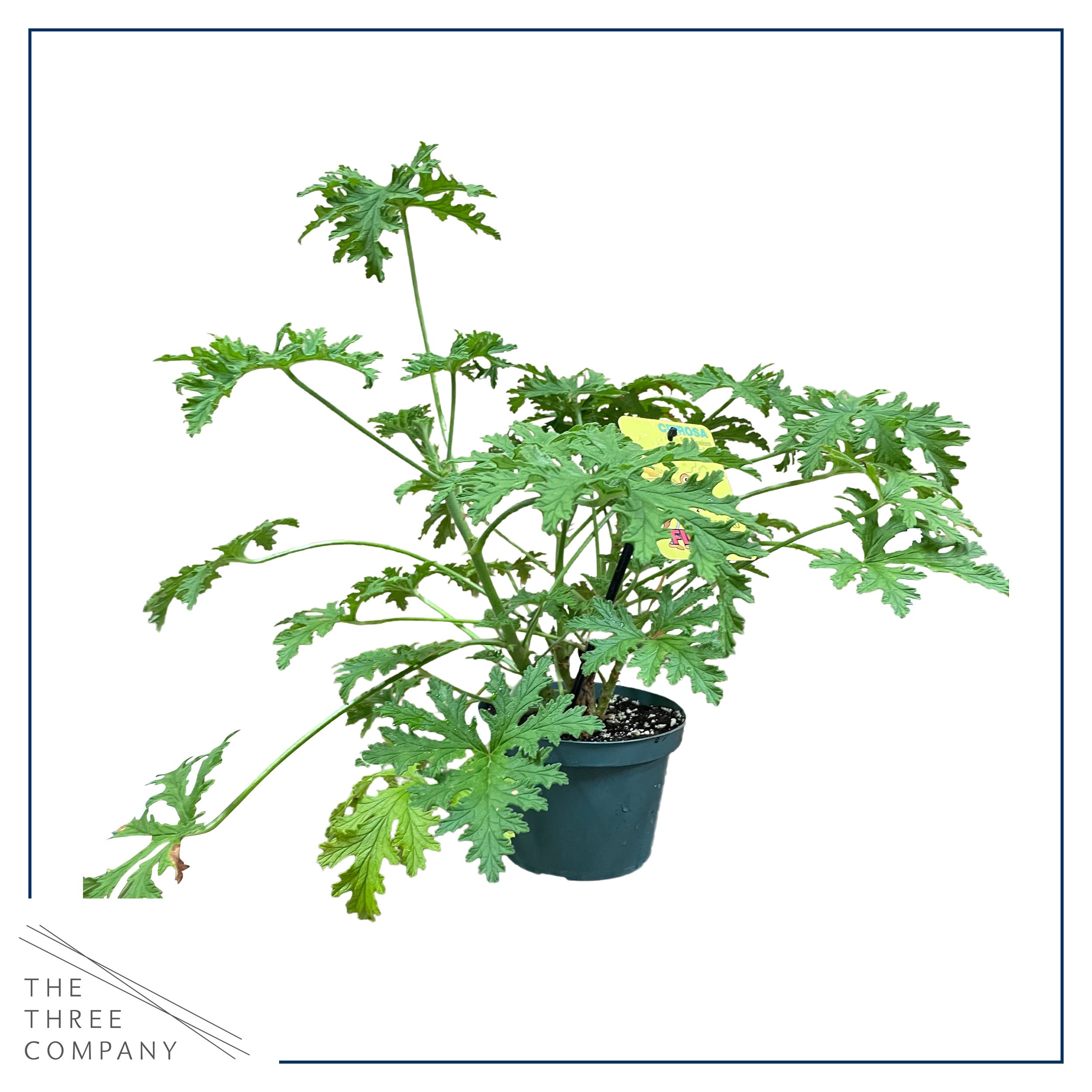 The Three Company citronella plant displayed in a hanging basket offering fragrant patio atmosphere