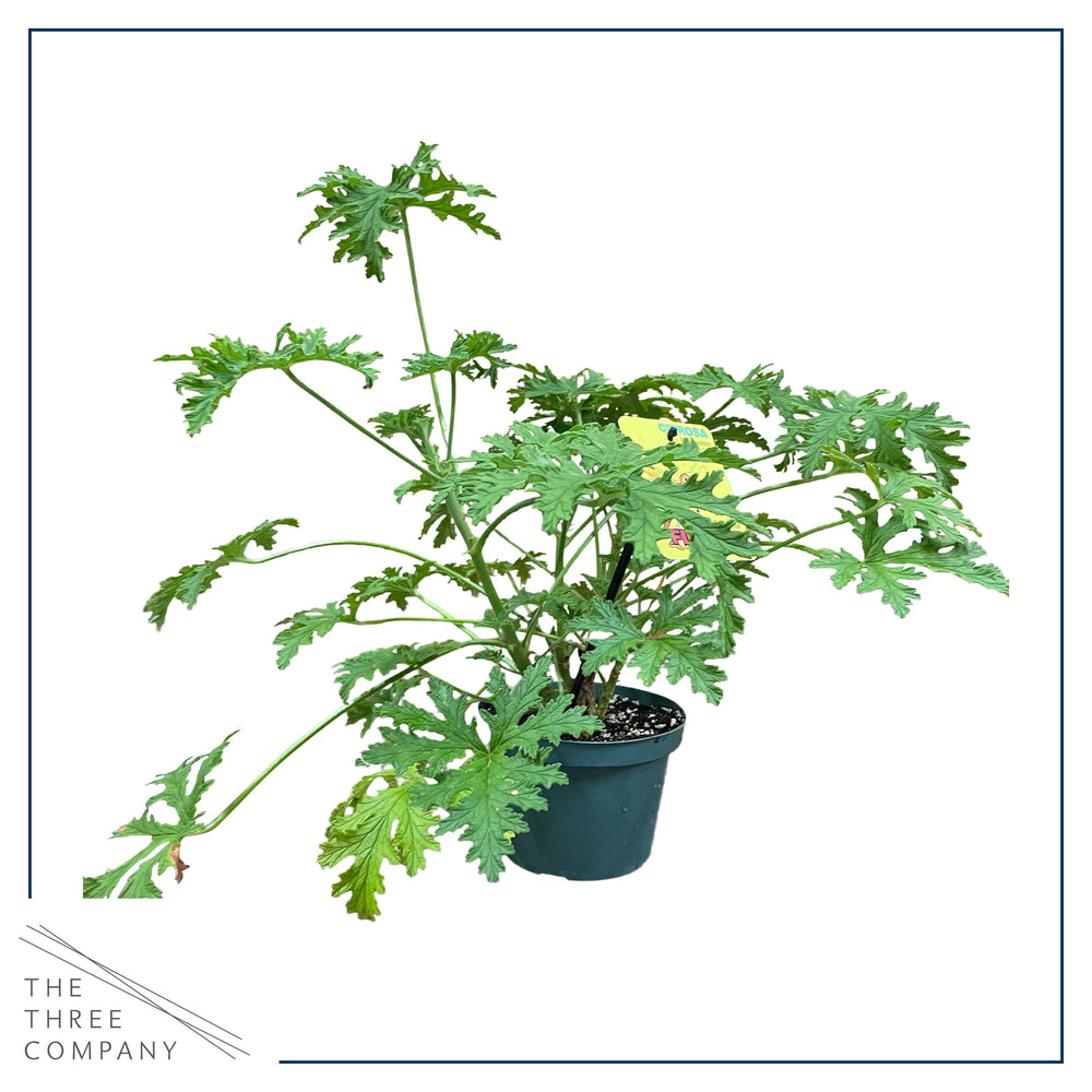 The Three Company citronella plant displayed in a hanging basket offering fragrant patio atmosphere