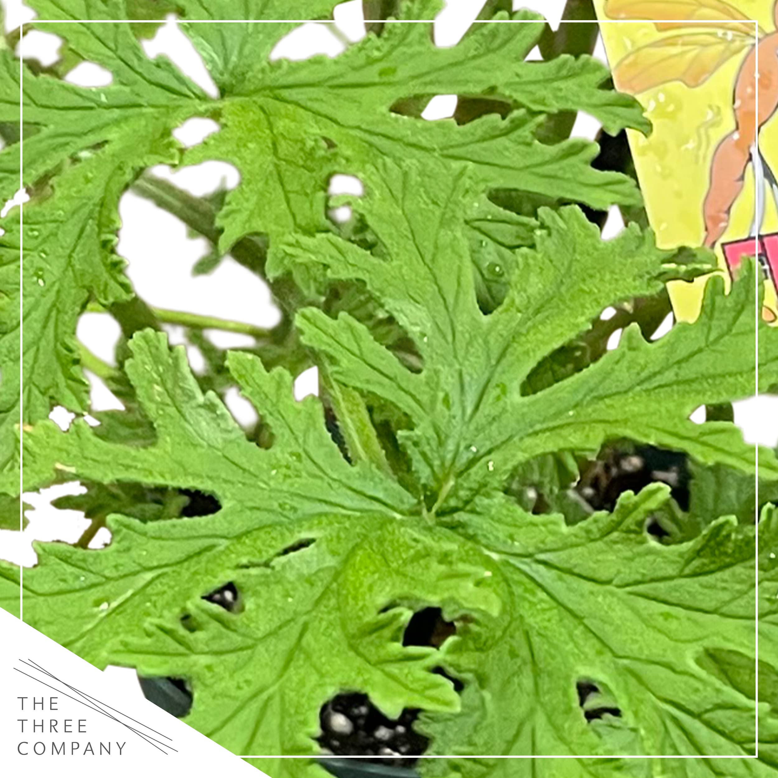 The Three Company citronella leaf close up showing textured lemony foliage and aromatic detail