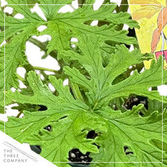 The Three Company citronella leaf close up showing textured lemony foliage and aromatic detail