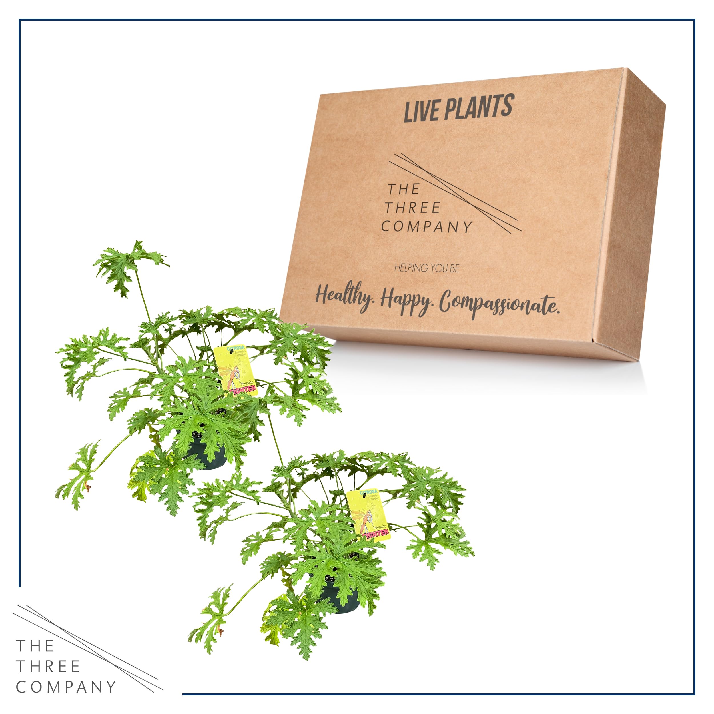 The Three Company citronella plants packed for shipping from greenhouse, arriving fresh and ready to plant