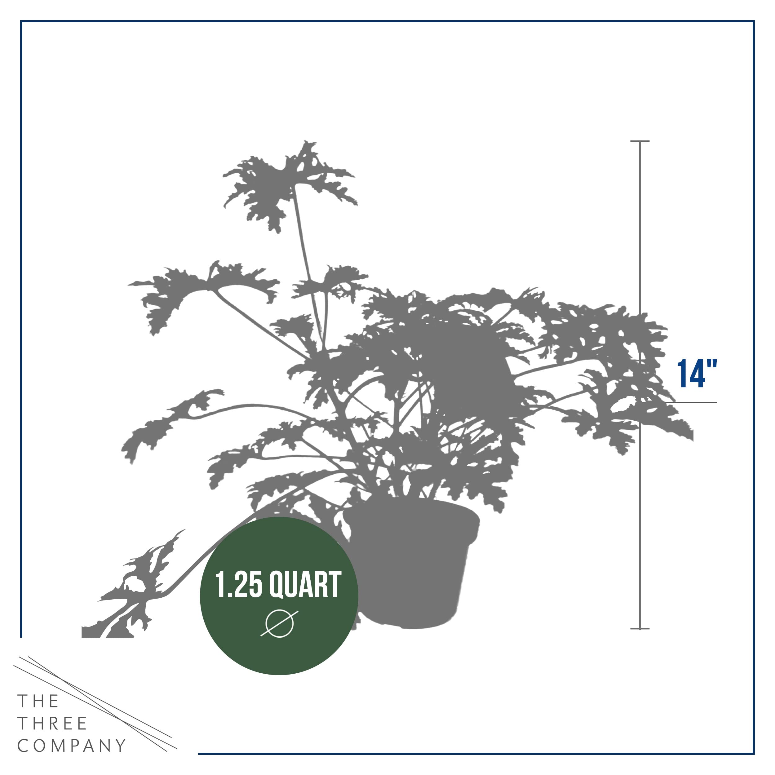The Three Company citronella plant next to a hand for scale illustrating 12 inch height and pot size