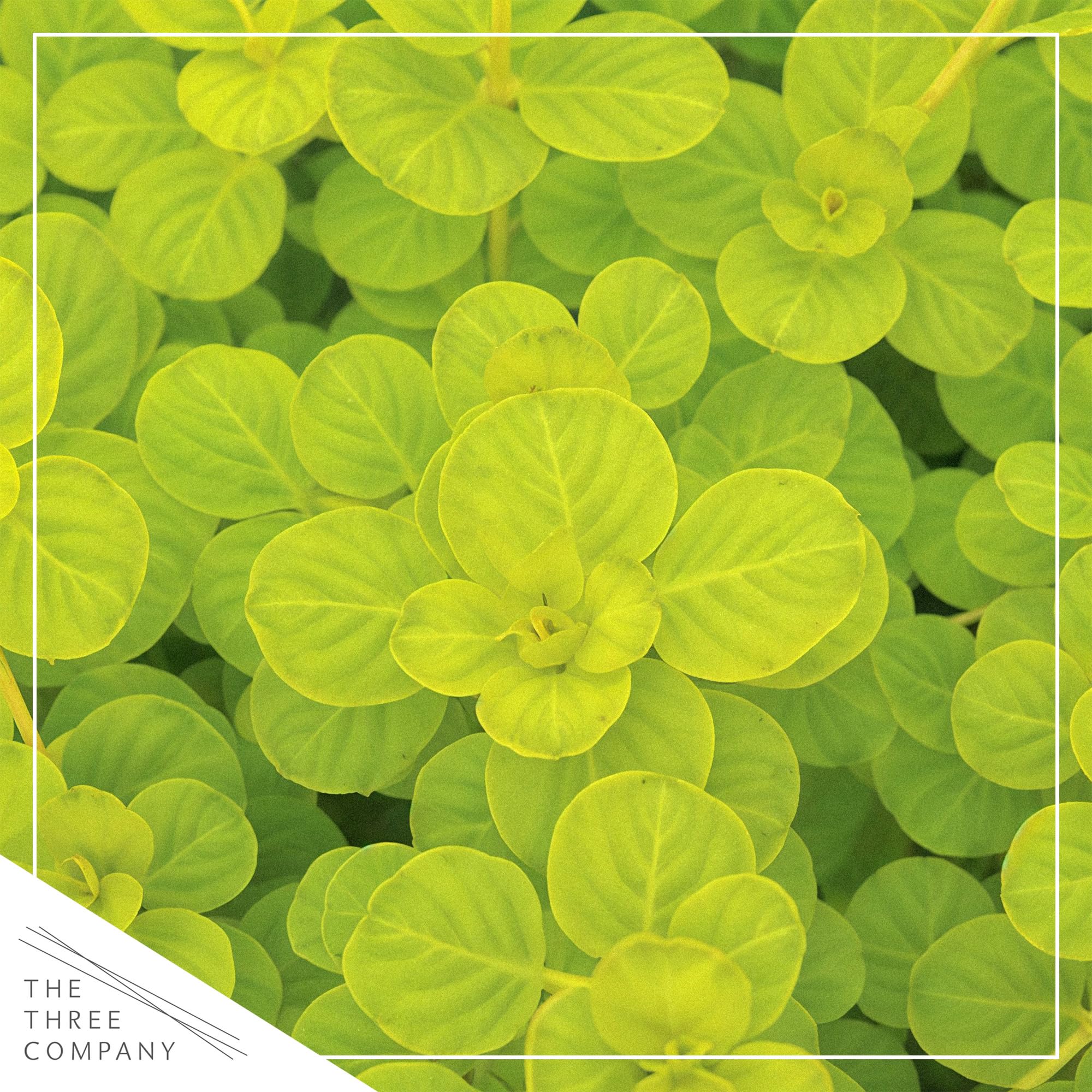 The Three Company close-up of Creeping Jenny leaf texture showing dense mat and attractive detail