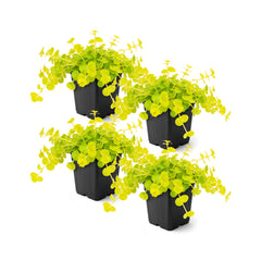 The Three Company Creeping Jenny front view showcasing bright chartreuse foliage and instant color
