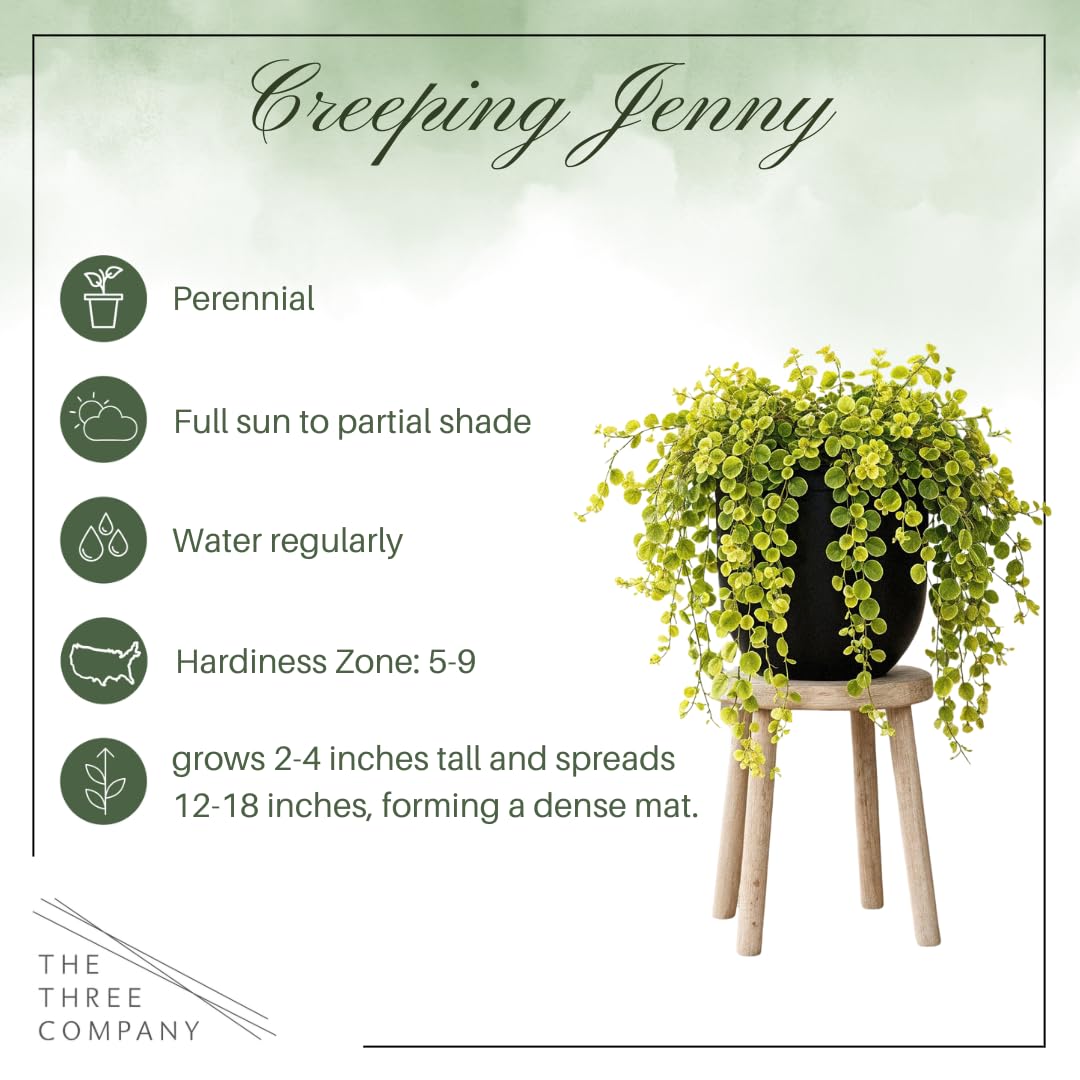 The Three Company Creeping Jenny trailing from a hanging basket demonstrating cascading effect