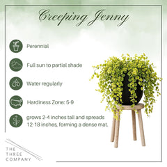 The Three Company Creeping Jenny trailing from a hanging basket demonstrating cascading effect