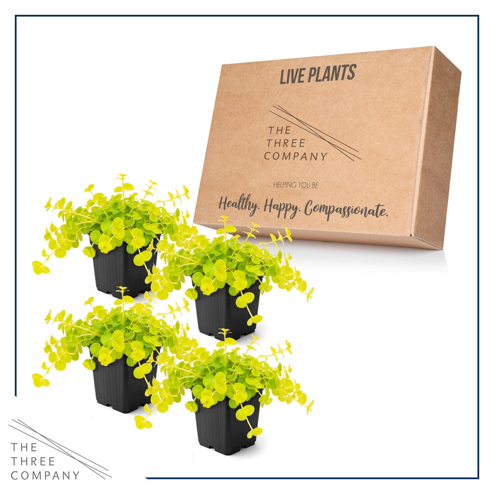 The Three Company Creeping Jenny beside a ruler or pot to show size and planting scale