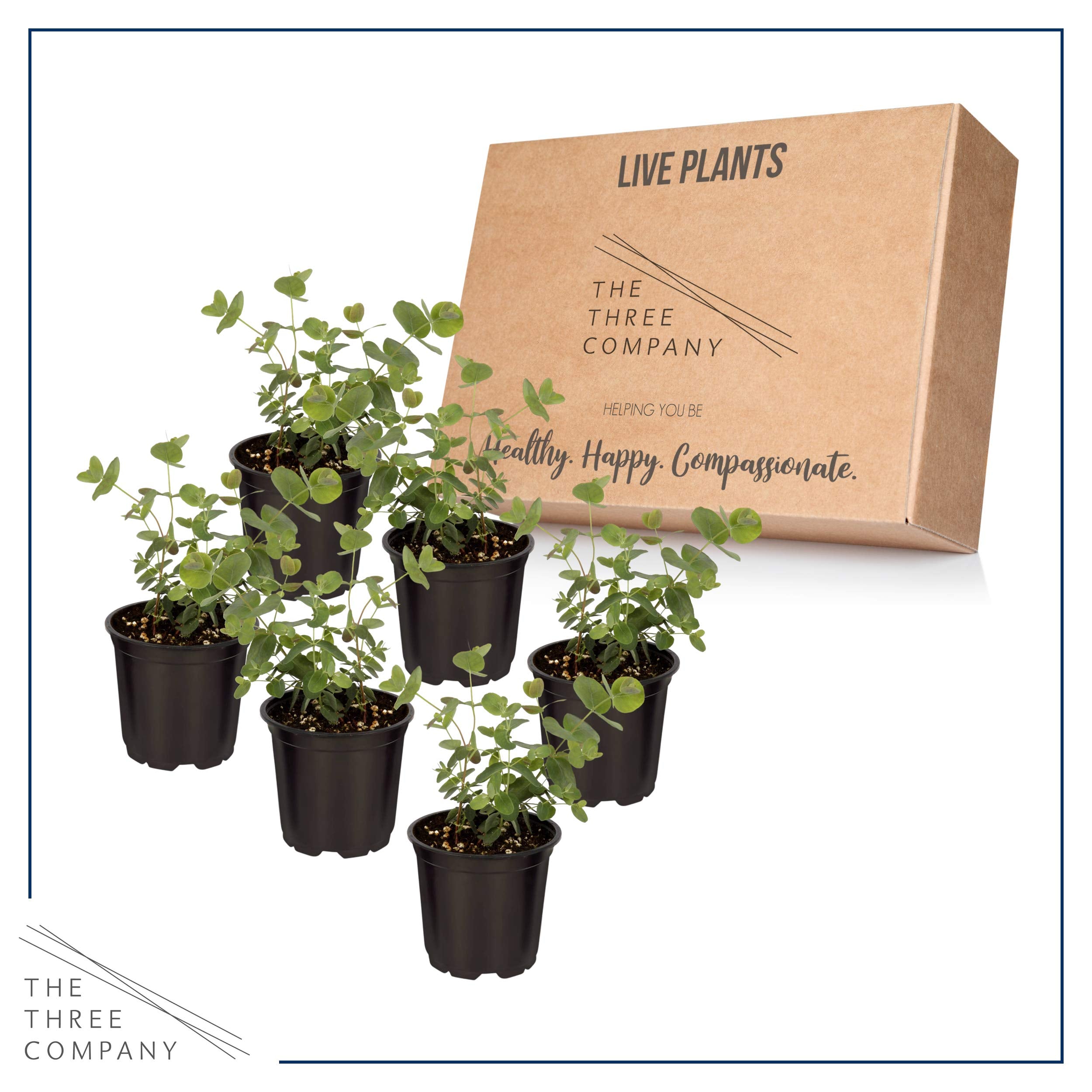 The Three Company eucalyptus care guide and label laid out for clear planting instructions