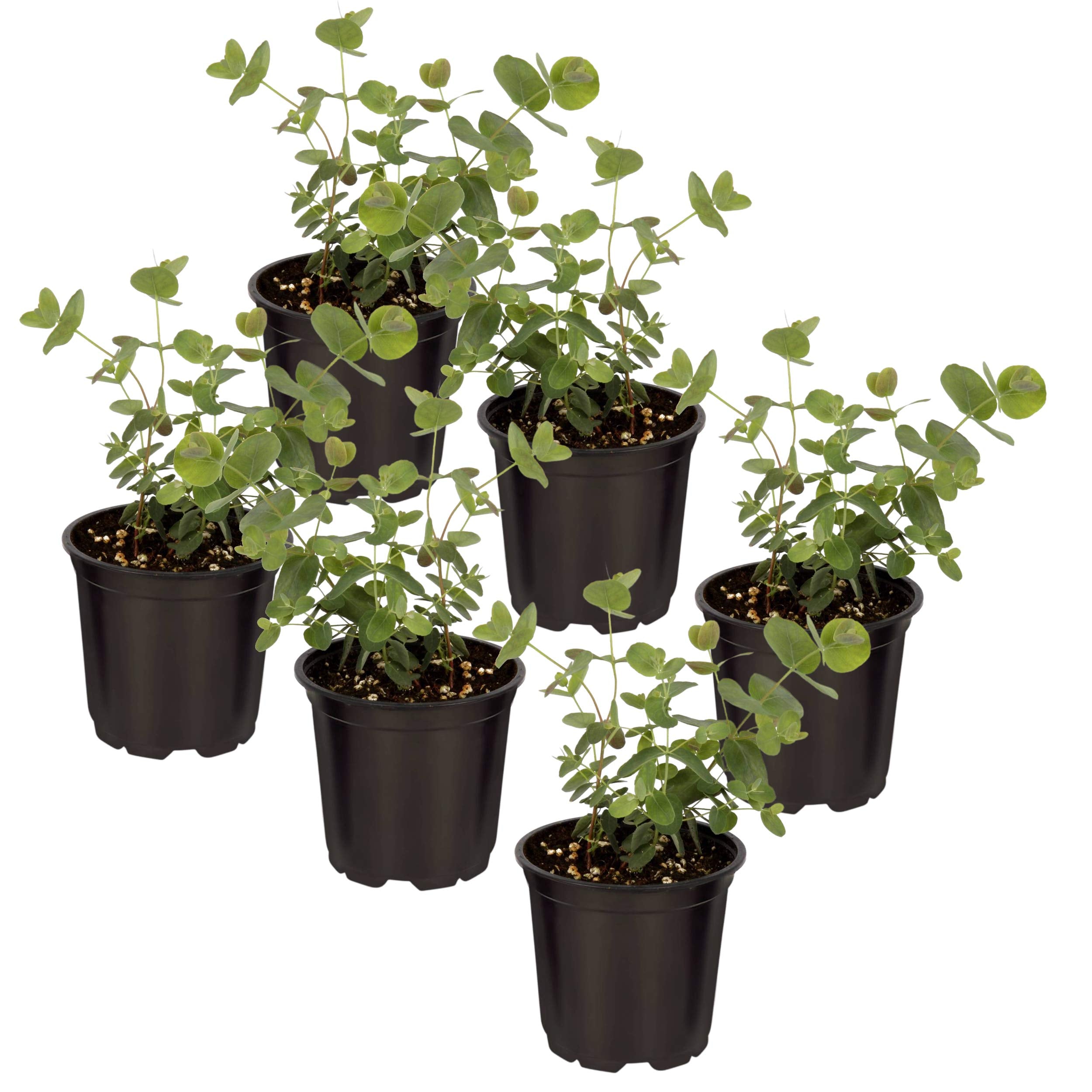 The Three Company eucalyptus front view in 1‑pint pot showing compact form and color benefit