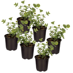 The Three Company eucalyptus front view in 1‑pint pot showing compact form and color benefit