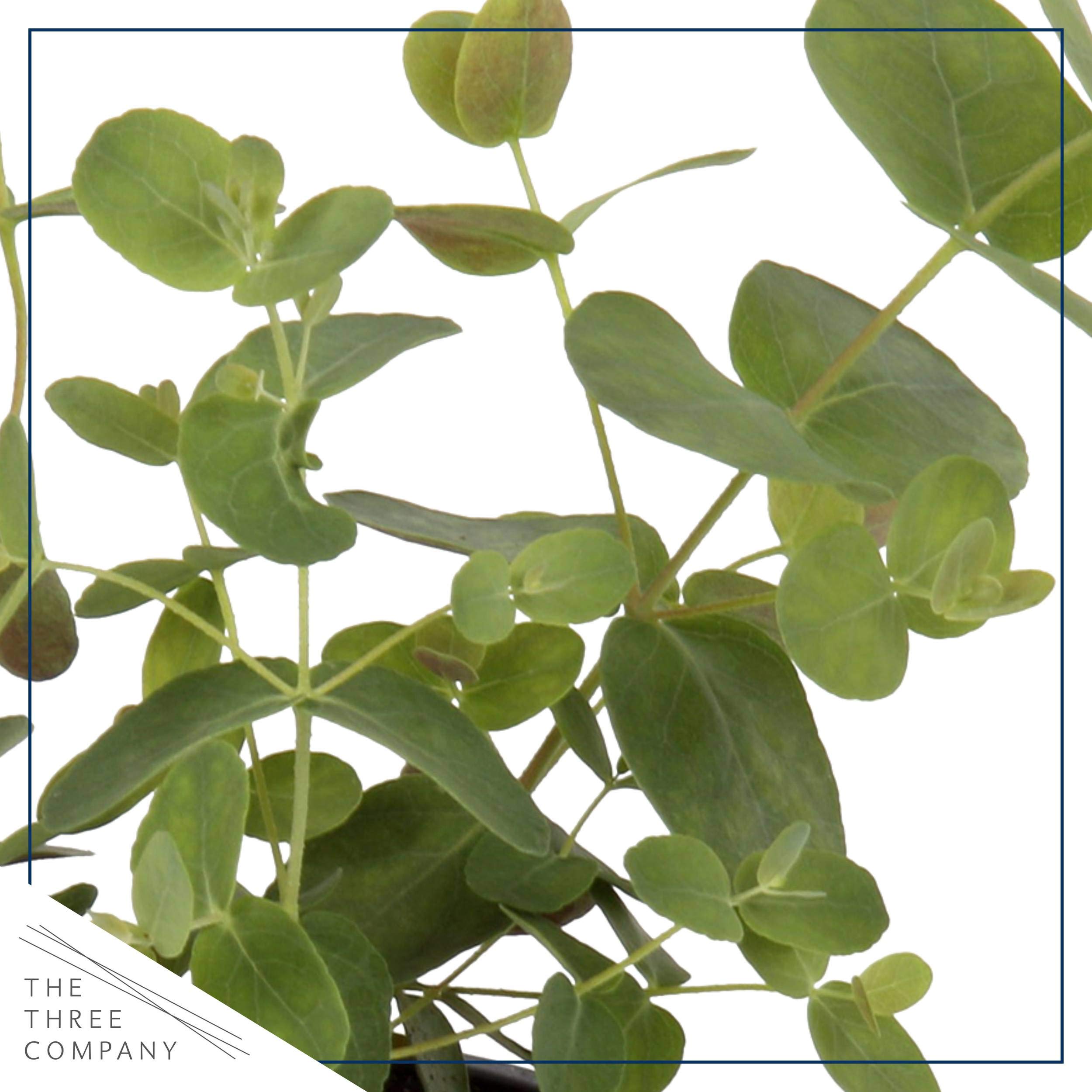 The Three Company eucalyptus leaf close‑up displaying silvery texture and aromatic appeal
