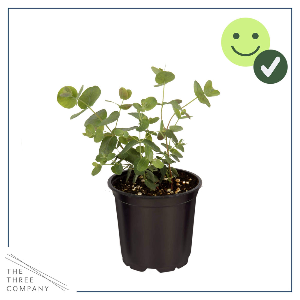 The Three Company eucalyptus styled on a windowsill adding fresh visual interest to room