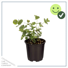 The Three Company eucalyptus styled on a windowsill adding fresh visual interest to room