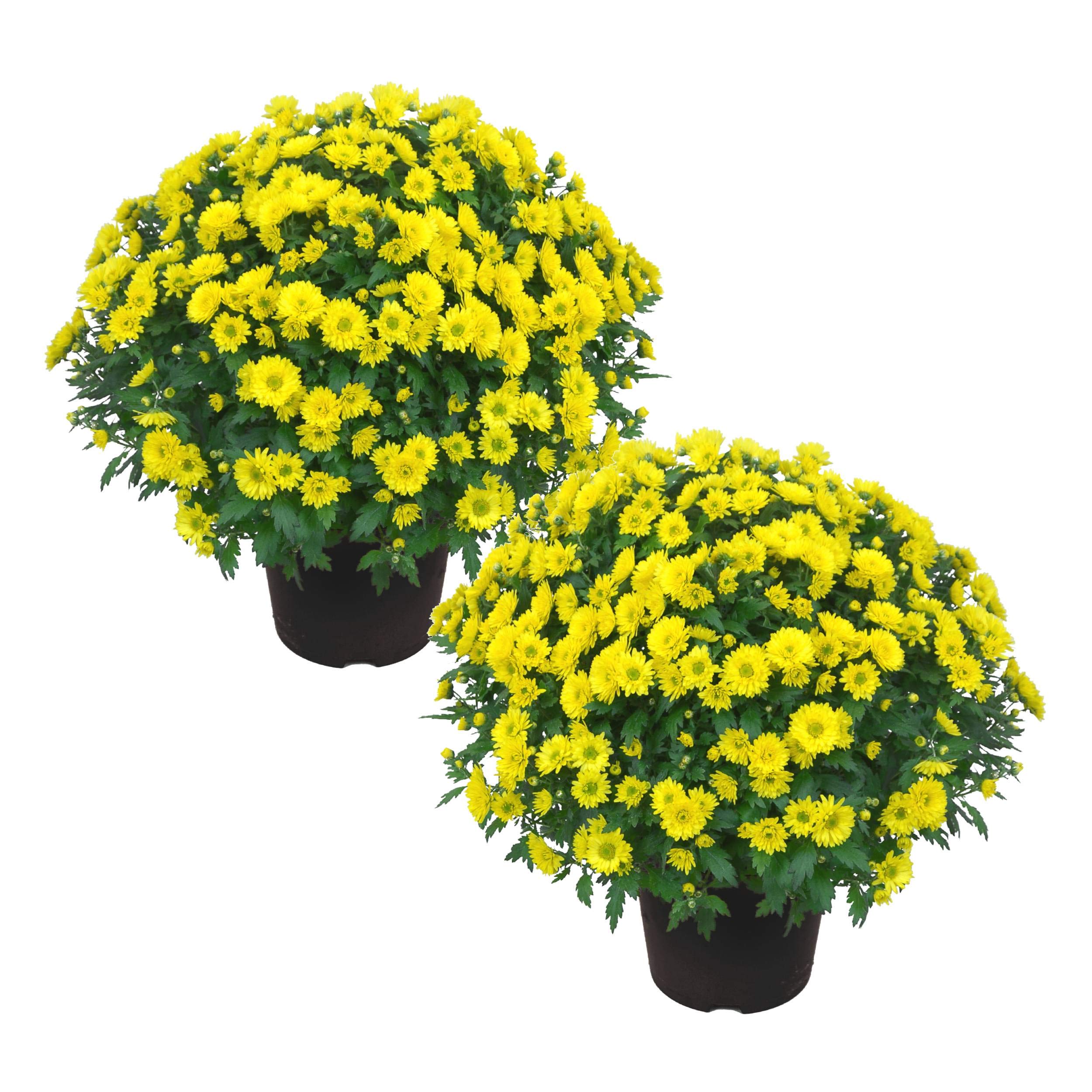 The Three Company front view of yellow mums showing bright fall blooms and instant curb appeal