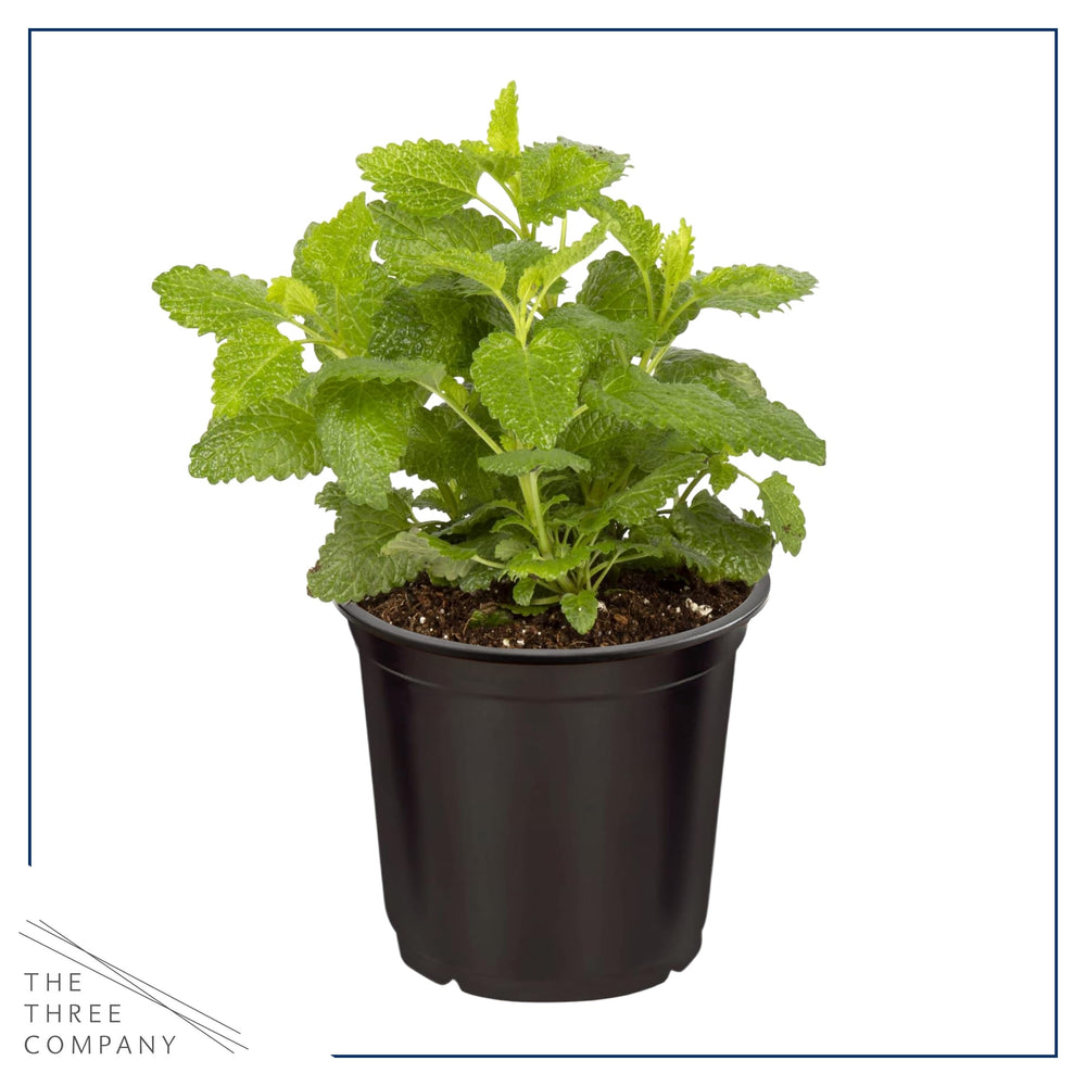 The Three Company lemon balm close-up of leaves highlighting texture and aroma benefit