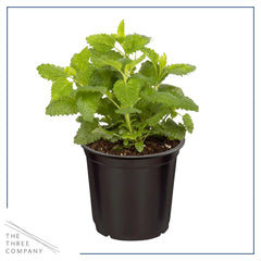 The Three Company lemon balm close-up of leaves highlighting texture and aroma benefit