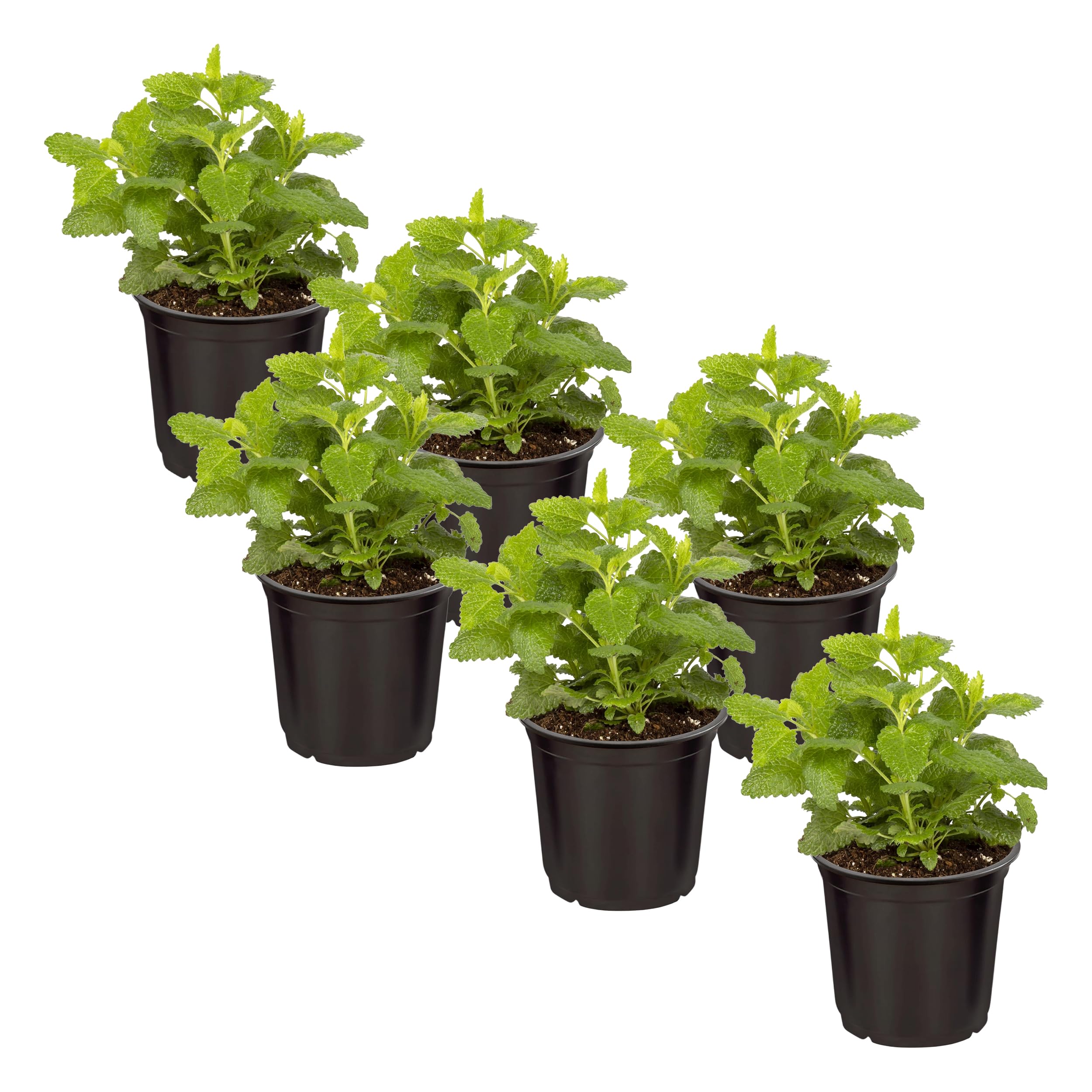 The Three Company lemon balm front view showing six healthy pots and fresh foliage benefit