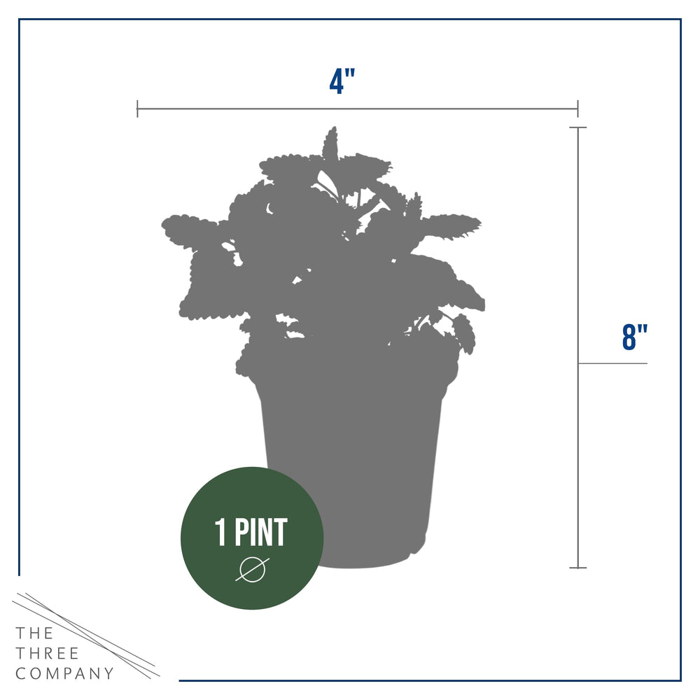 The Three Company lemon balm in a 1-pint pot showing root-ready planting benefit