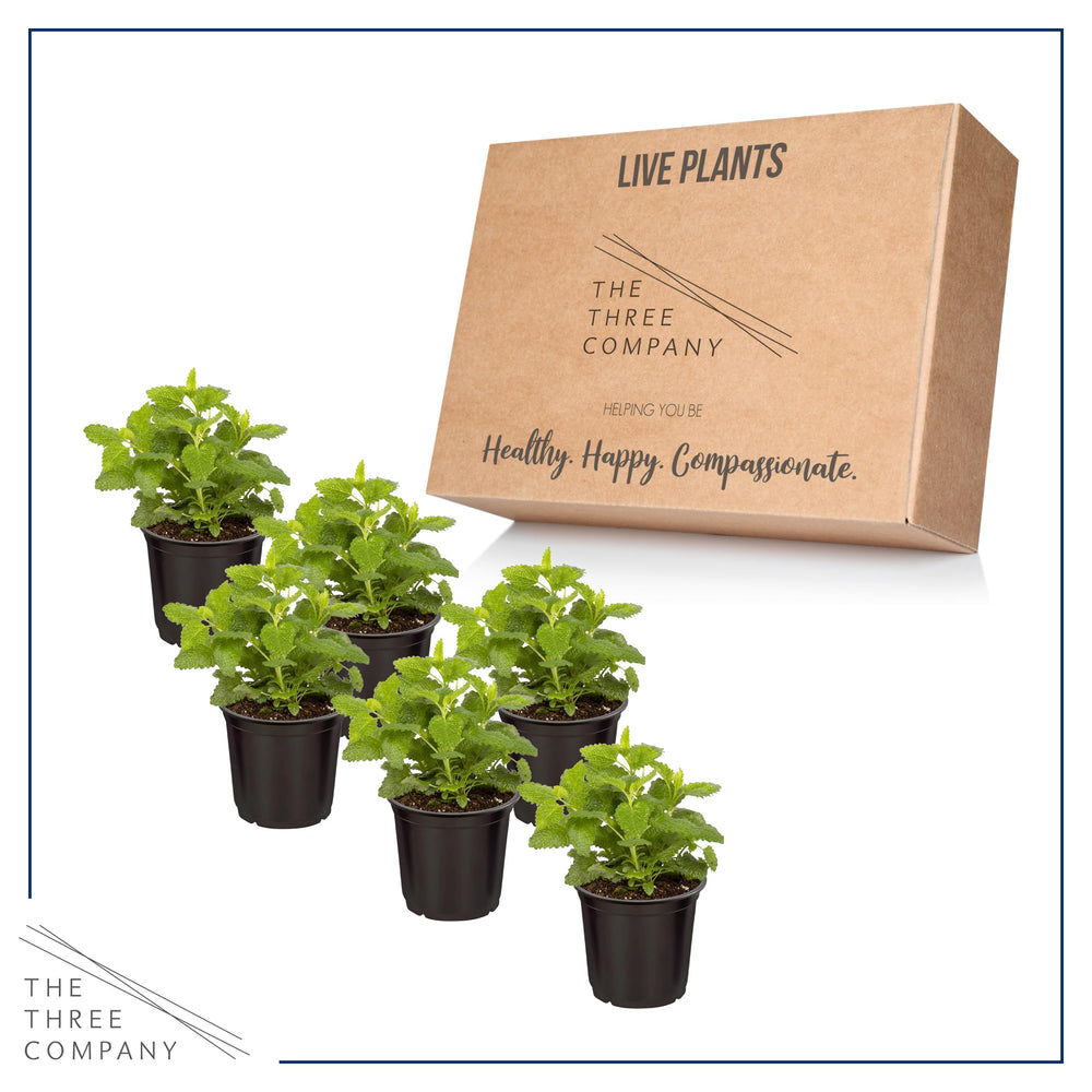 The Three Company lemon balm arranged on a sunny windowsill demonstrating indoor fragrance benefit