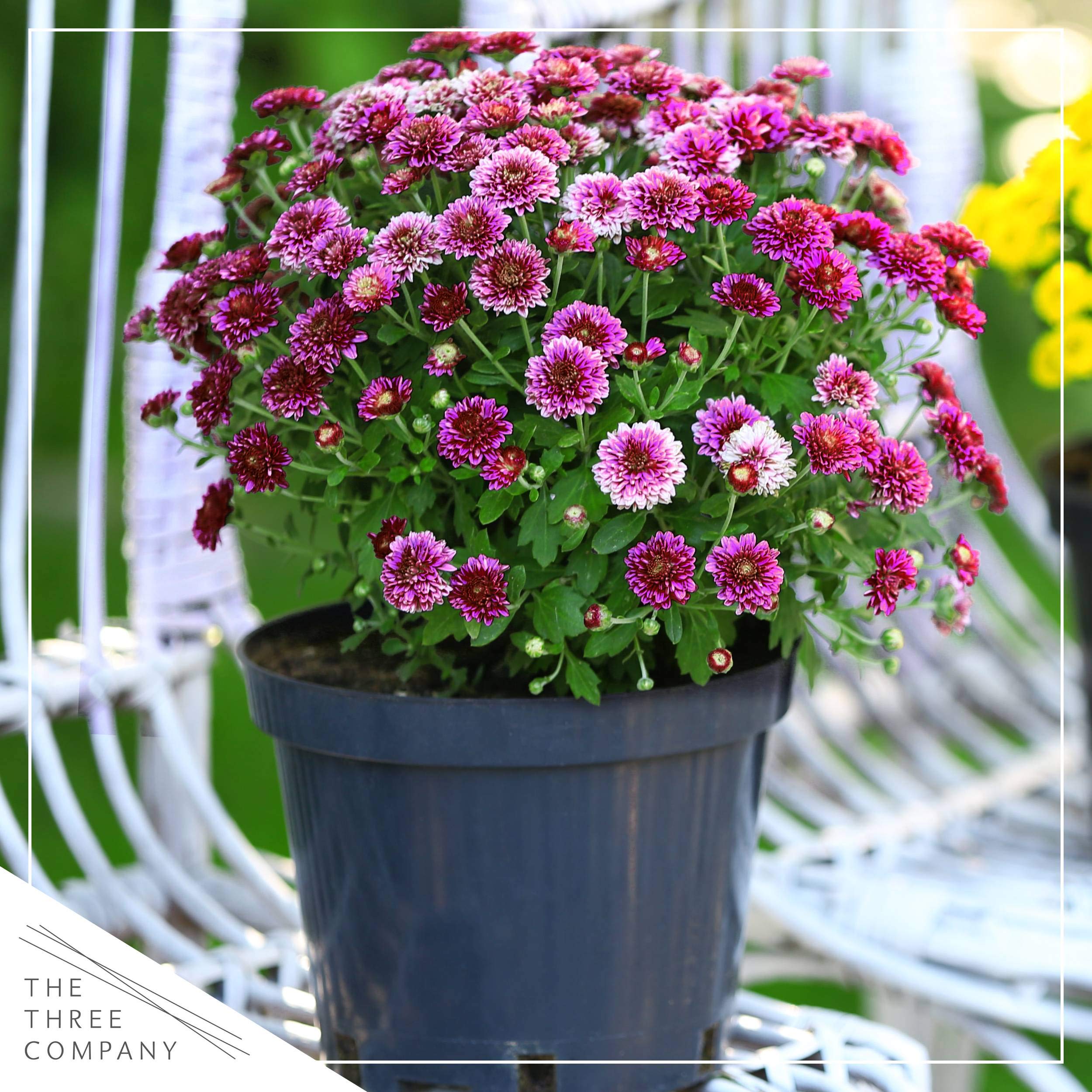 The Three Company porch scene with mums showing seasonal decor and welcoming curb appeal