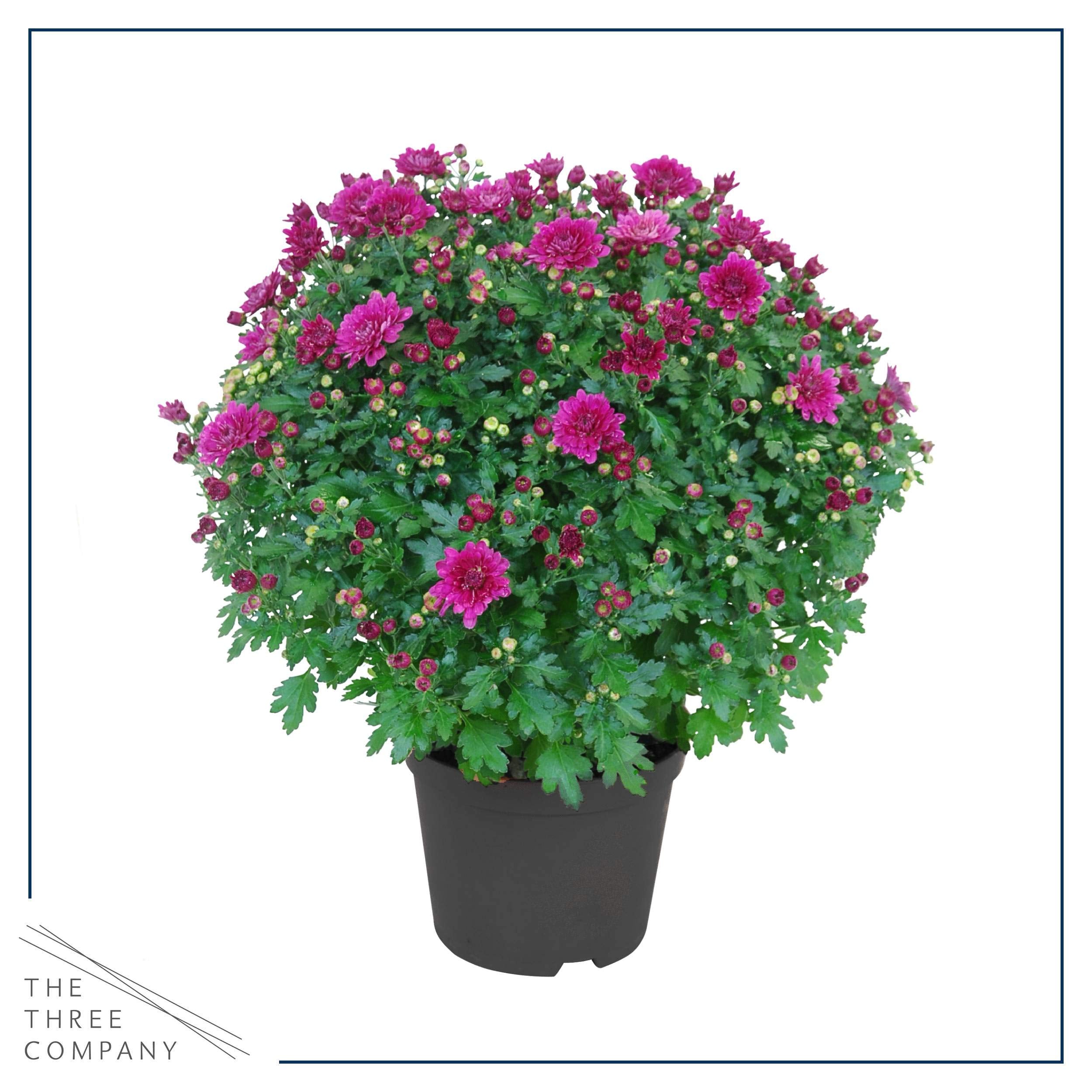 The Three Company 3-quart pot with plant showing nursery size and transplant readiness