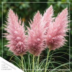 The Three Company close-up of pink pampas plume highlighting soft texture and ornamental appeal