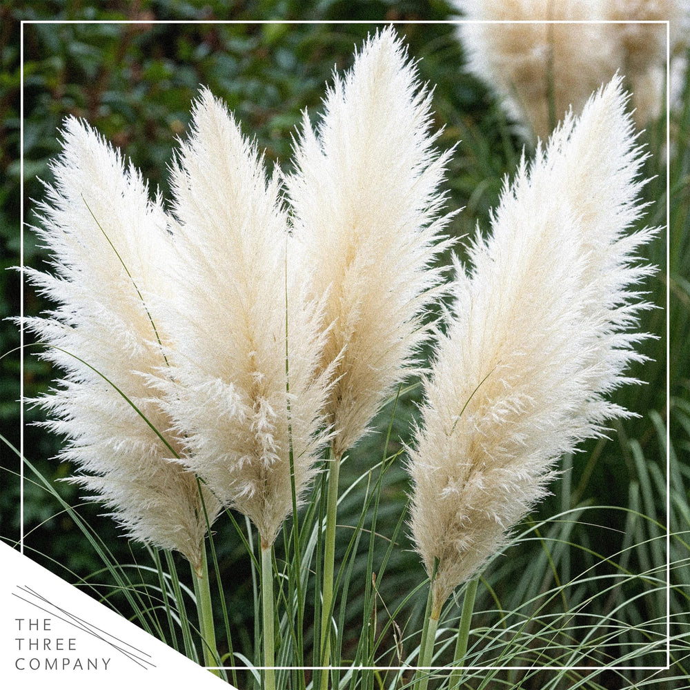 The Three Company close-up of white pampas plume highlighting soft texture for arrangements