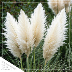 The Three Company close-up of white pampas plume highlighting soft texture for arrangements