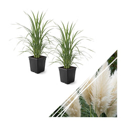 The Three Company front view of potted pampas grass showcasing graceful plumes and structure