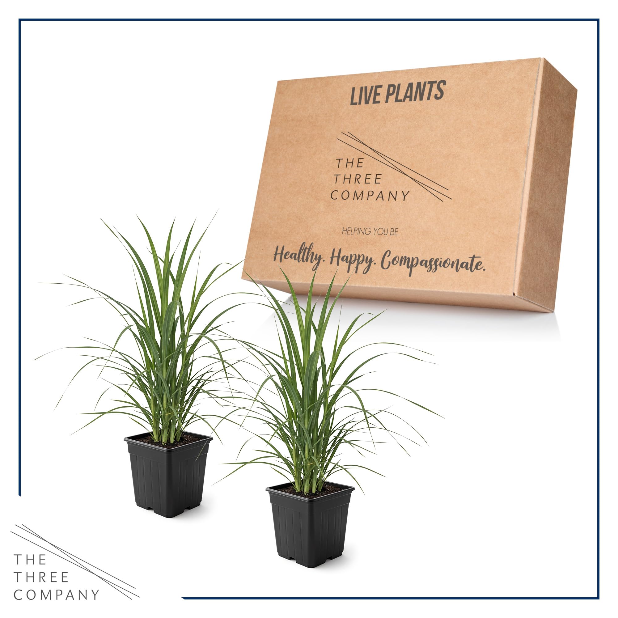 The Three Company pampas grass planted in a garden offering natural privacy and vertical drama