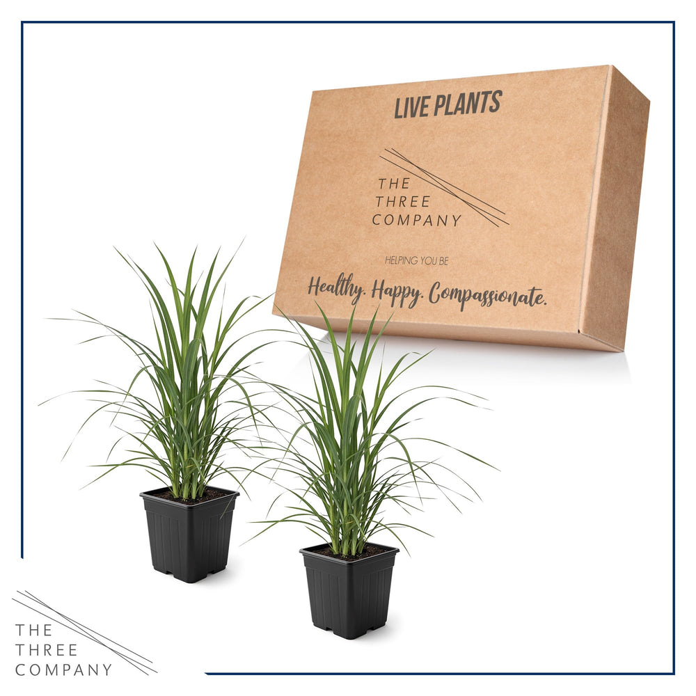 The Three Company pampas grass planted in a garden offering natural privacy and vertical drama