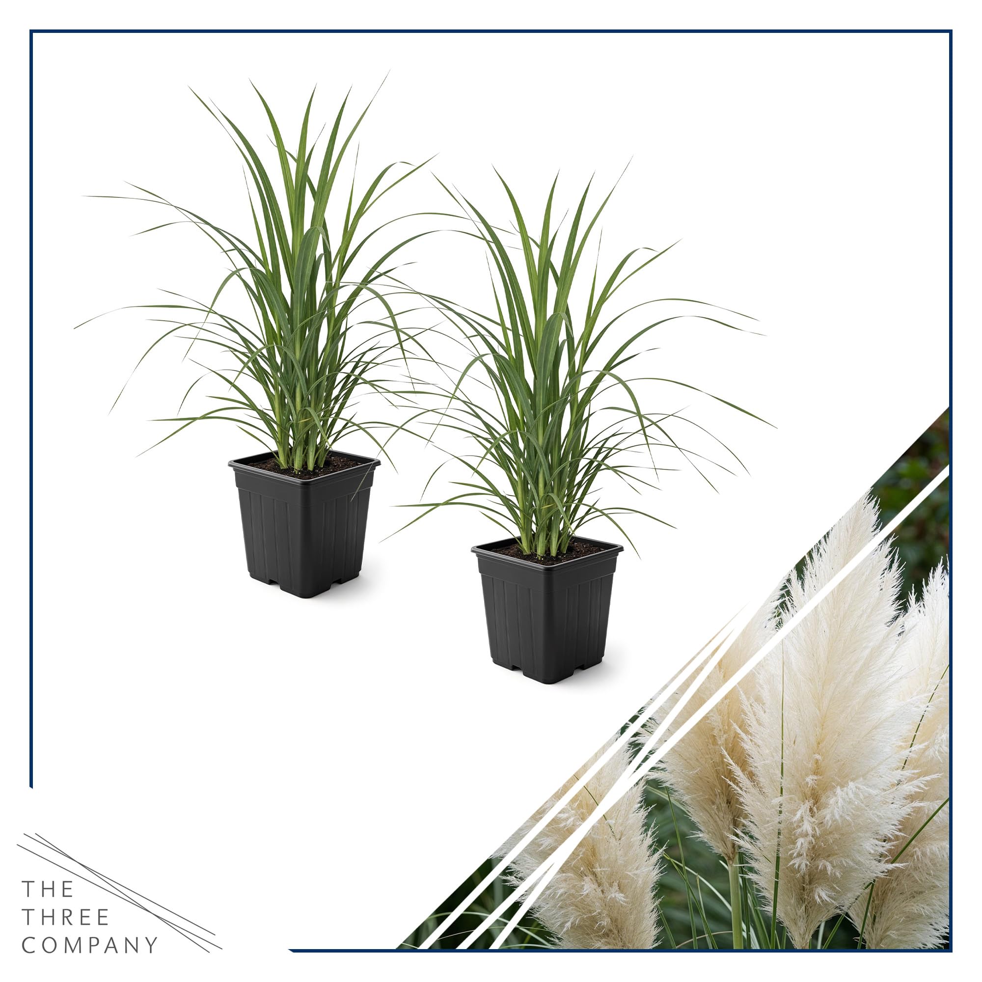 The Three Company side view of 1.5 qt potted pampas grass showing healthy foliage and pot