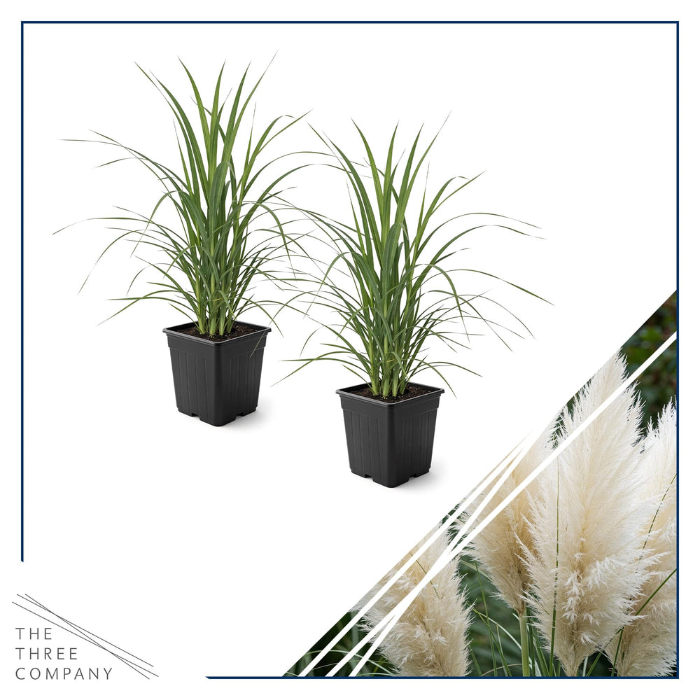 The Three Company side view of 1.5 qt potted pampas grass showing healthy foliage and pot