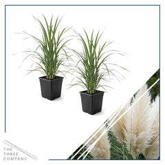The Three Company side view of 1.5 qt potted pampas grass showing healthy foliage and pot