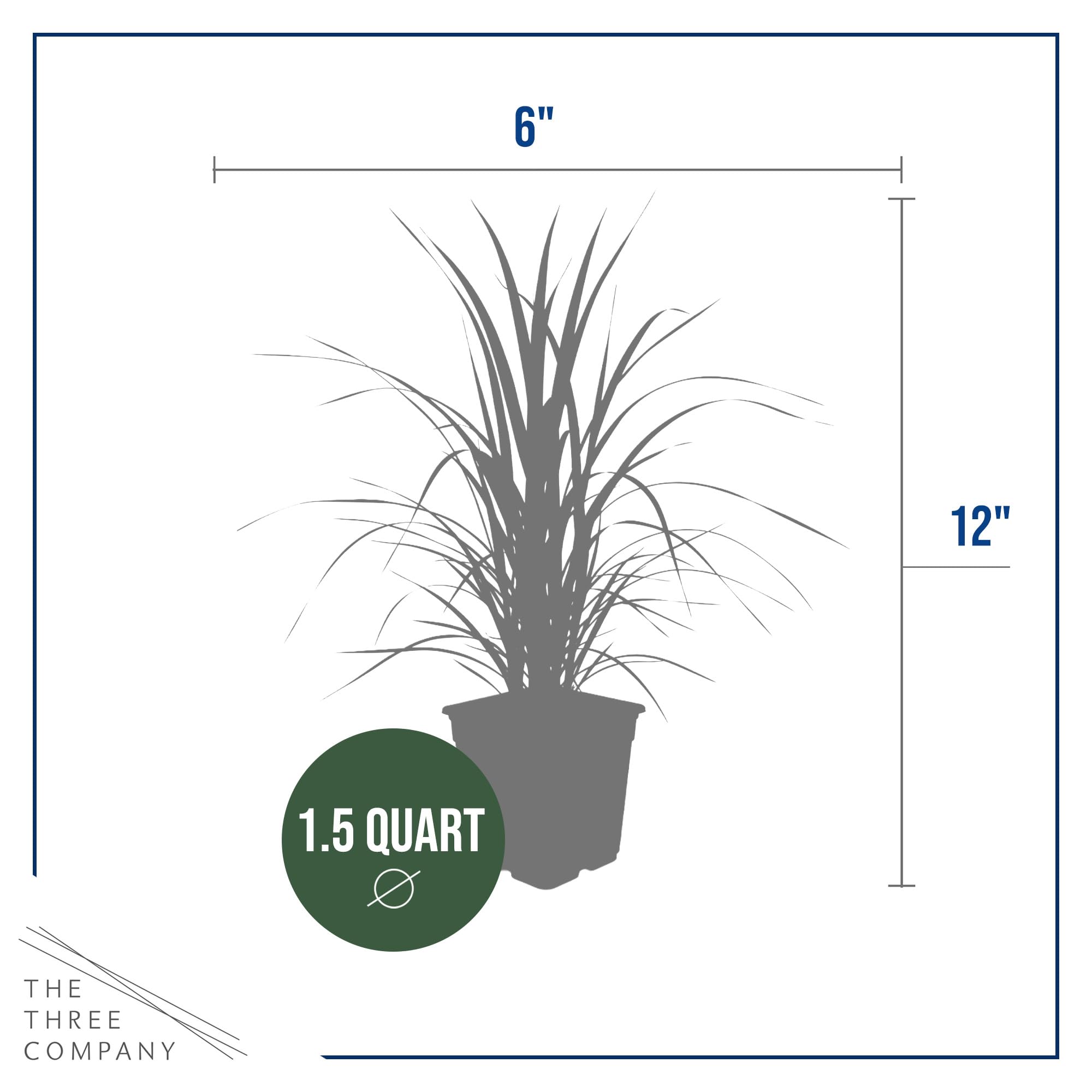 The Three Company detail of roots and soil demonstrating sturdy rootball for easy planting